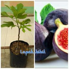 Bibit Buah Tin Ungu