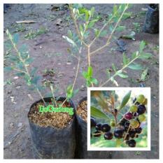 Bibit Buah Zaitun