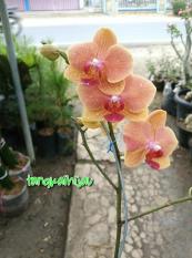 Bibit Bunga Anggrek
