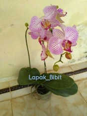 Bibit Bunga Anggrek Bulan