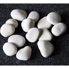 Bibit Bunga Batu Koral Kupang Putih – 1 Kg