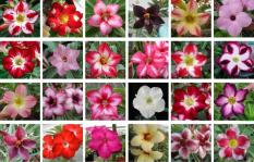 Benih Adenium Mixed Impor Thailand - 3 Biji