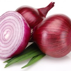 Bibit Bunga Benih Bawang Merah
