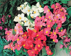 Bibit Bunga Benih Begonia Summer Rainbow F2