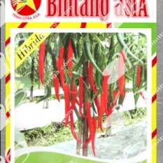Bibit Bunga Benih Bintang Asia Cabe Besar Balebat F1 5 Pcs