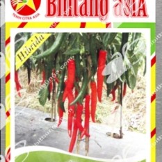 Bibit Bunga Benih Bintang Asia Cabe Besar Darmais F1 5 Pcs