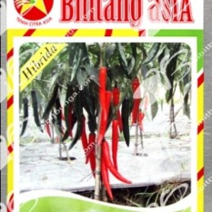 Bibit Bunga Benih Bintang Asia Cabe Besar Mega Top F1 5 Pcs