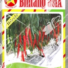 Bibit Bunga Benih Bintang Asia Cabe Besar Universal F1 5 Pcs