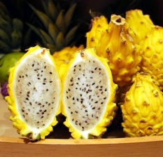 Bibit Bunga Benih Buah Naga Kuning