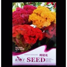 Bibit Bunga Benih Bunga Celosia Cristata Mixed 100 Biji – Retail Asia