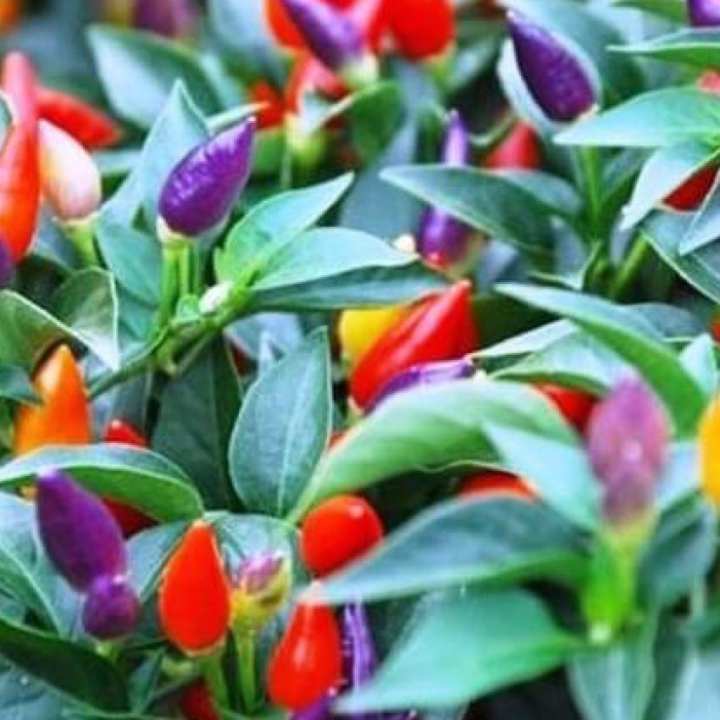 Bibit Bunga Benih Cabai Bolivian Rainbow | Lazada Indonesia