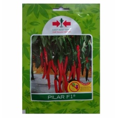 Bibit Bunga Benih Cabe Besar Pilar F1 1.500 biji – Panah Merah