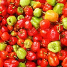 Bibit Bunga Benih Cabe Katokkon (Cabe Toraja)