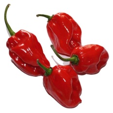 Bibit Bunga Benih Cabe Red Habanero