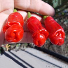 Bibit Bunga Benih Cabe Red Peter Pepper