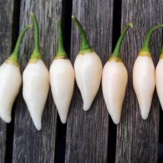 Bibit Bunga Benih Cabe White Coyote Zan