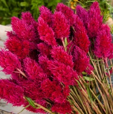 Bibit Bunga Benih Celosia Eternity Improved
