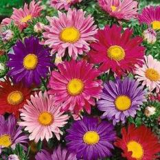 Bibit Bunga Benih China Aster Mix