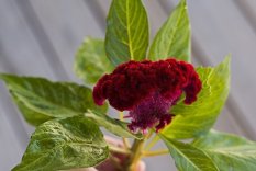 Bibit Bunga Benih Coral Garden Celosia