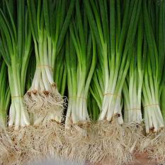 Bibit Bunga Benih Daun Bawang Besar