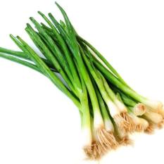 Bibit Bunga Benih Daun Bawang White Lisbon