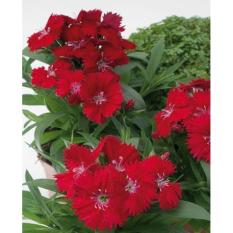 Bibit Bunga Benih Dianthus Chiba Red – 5 Biji