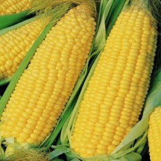 Bibit Bunga Benih Jagung Manis Kuning