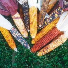 Bibit Bunga Benih Jagung Miniature Colored Popcorn