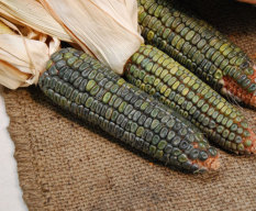 Bibit Bunga Benih Jagung Oaxacan Green