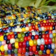 Bibit Bunga Benih Jagung Permata (Glass Gem Corn)