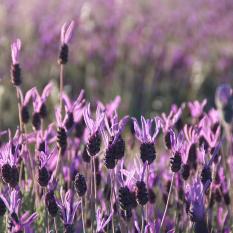 Bibit Bunga Benih Lavender French
