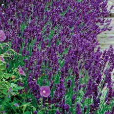 Bibit Bunga Benih Lavender Hidcote Blue Strain