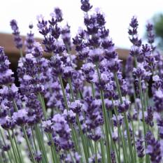 Bibit Bunga Benih Lavender Vera (True Lavandula)