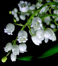 Bibit Bunga Benih Lily of the Valley