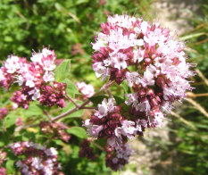 Bibit Bunga Benih Marjoram Sweet