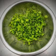 Bibit Bunga Benih Microgreens Seledri (Cutting Celery)
