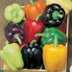 Bibit Bunga Benih Paprika Colour Spectrum