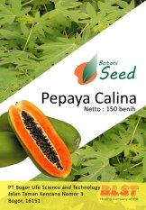 Bibit Bunga Benih Pepaya Calina IPB 9