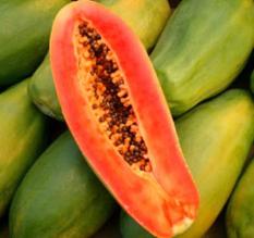 Bibit Bunga Benih Pepaya Thailand Jumbo