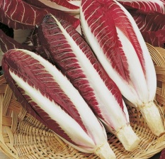 Bibit Bunga Benih Radicchio Rossa Di Treviso Precoce