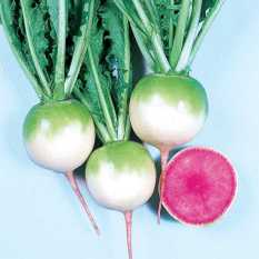 Bibit Bunga Benih Radish Red Meat