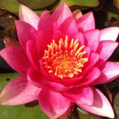 Bibit Bunga Benih Red Water Lily (Day Bloomer)