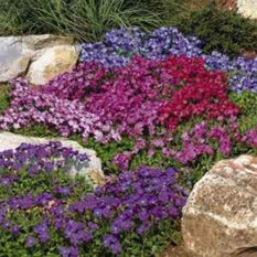 Bibit Bunga Benih Rockcress Rainbow