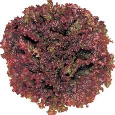 Bibit Bunga Benih Selada Red Salad Bowl