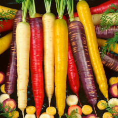Bibit Bunga Benih Wortel Rainbow Mixed