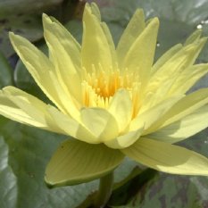 Bibit Bunga Benih Yellow Water Lily