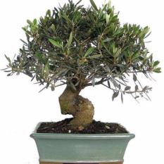 Bibit Bunga Benih Zaitun (Olive Tree)