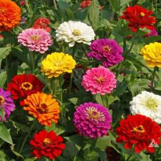 Bibit Bunga Benih Zinnia California