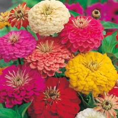 Bibit Bunga Benih Zinnia Early Wonder Mixed