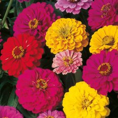 Bibit Bunga Benih Zinnia Mix